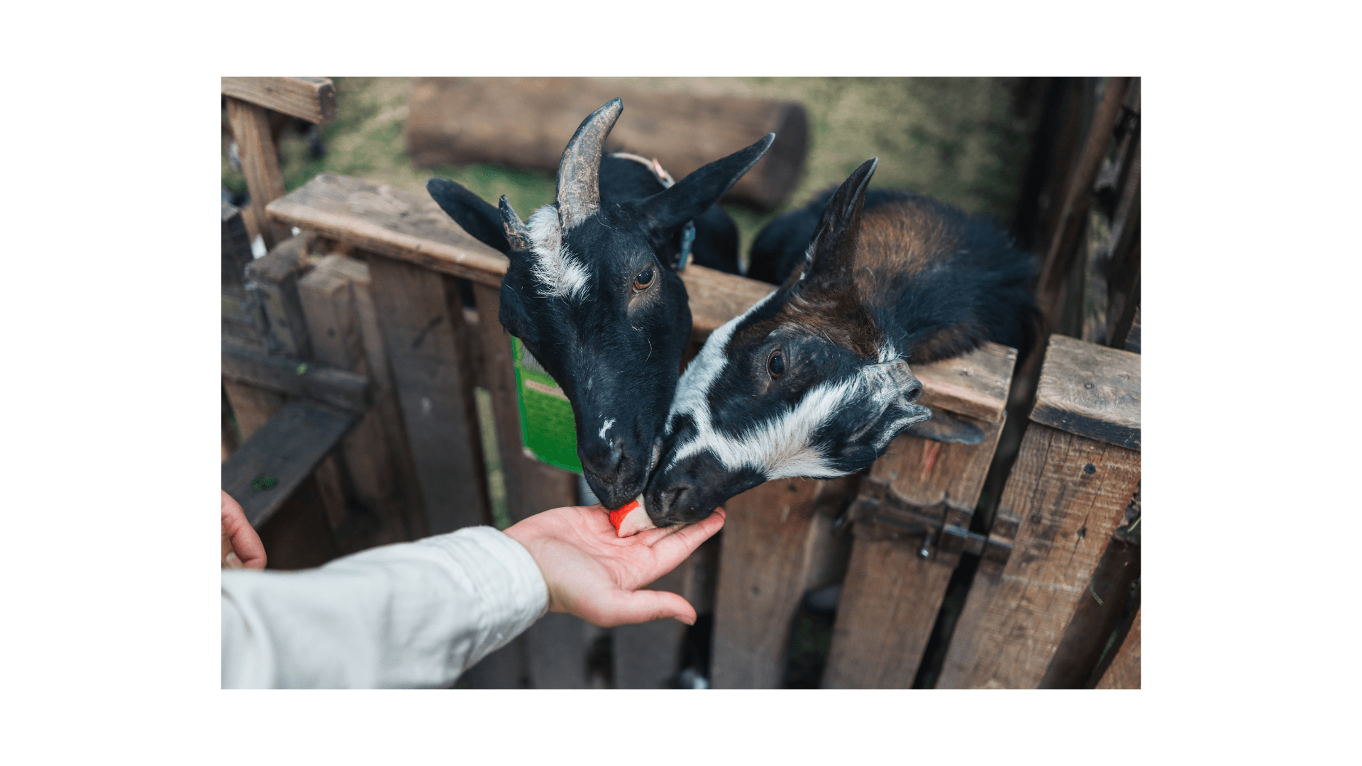 Feeding goats on a farm